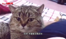 猫的短视频
